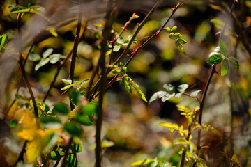 Wild blackberry plant in winter without fruits in the forest