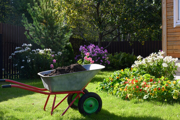 Wheelbarrow full of compost on green lawn with well-groomed phlox flowers in private farmhouse. Seasonal cleaning garden. Outdoors.