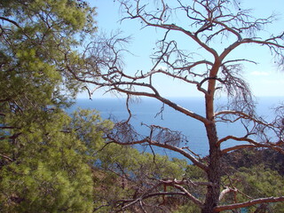 Amazing landscape of various mountain forest trees on a mountain slope against the mirror surface of the sea bay on the horizon.
