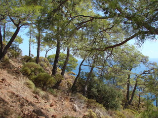 Fototapeta na wymiar Amazing landscape of various mountain forest trees on a mountain slope against the mirror surface of the sea bay on the horizon.