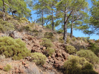 Panorama of a difficult mountain trail winding through dry prickly vegetation to the top of a mountain covered with young forest.