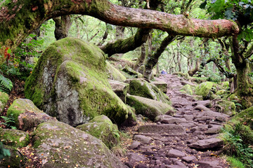 Rocky footpaths in Padley Gorge, High Peak, Derbyshire, UK