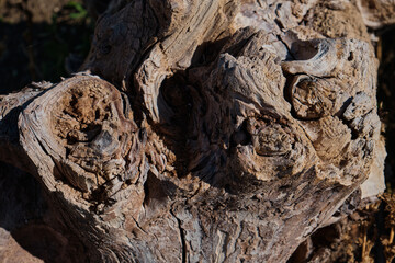 Old wooden texture. Rotten tree trunk fallen in the forest. Grey wood close up. Wood wallpaper