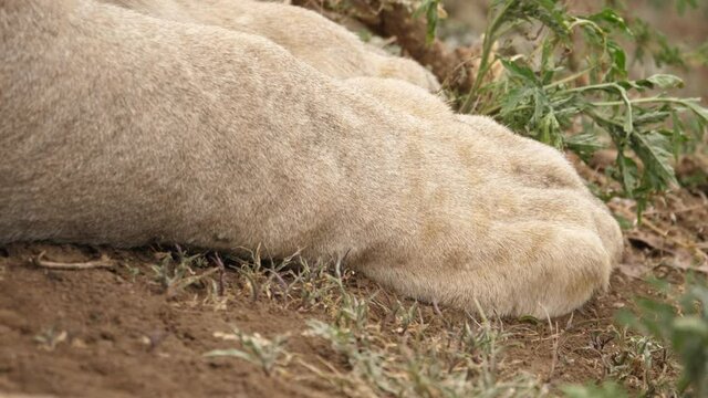Close up of a lion's paws resting on the ground, tragic image of a dead lion.