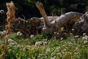 Old rotten tree trunks fallen in the forest