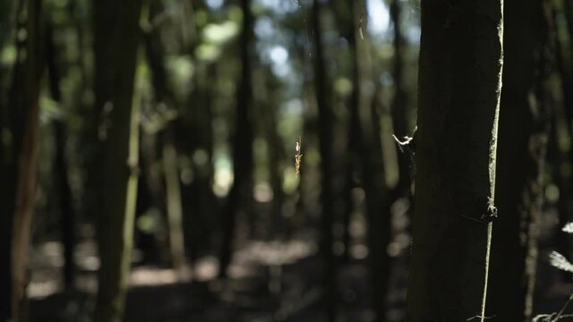 Leaf hanging by thread of spiderweb in forest