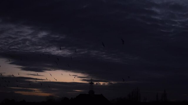 Starling bird flock flying murmuration cloudy sky dusk silhouette