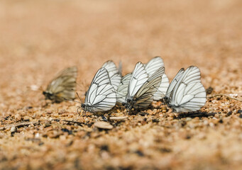 butterfly on the sand