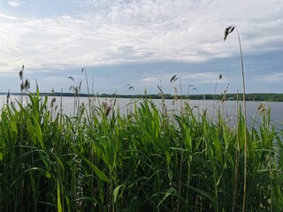 grass and sky