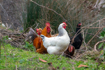 Domestic chickens in the meadow
