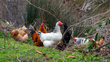 Domestic chickens in the meadow