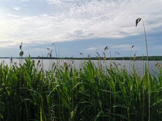 grass and sky