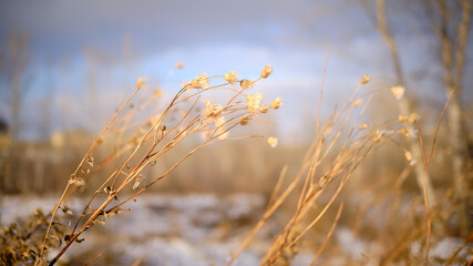 Fototapeta premium wheat field at sunset