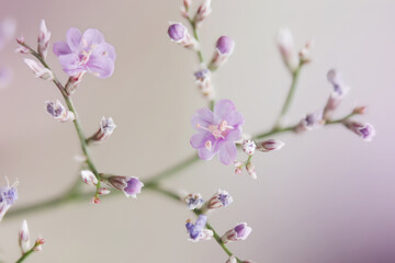 Delicate beige background with small lilac flowers on a branch. Soft Focus