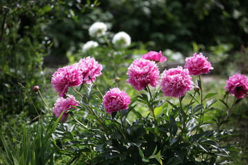 A lush peony bush in the garden. Bright pink flowers illuminated by the sun