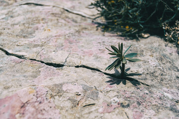 small stem of euphorbia sticking out of a gray rock in the mountain