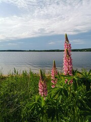 flowers on the beach
