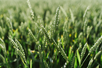 Fototapeta na wymiar Green wheat close up in the field.