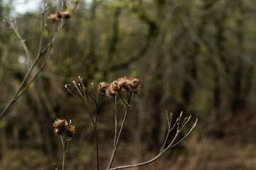 the thorns of the thistles spring close-up