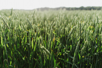 Green wheat close up in the field.