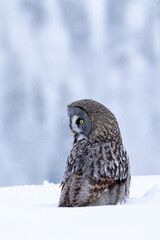 Beautiful European bird, Great grey owl, Strix nebulosa sitting in snow in nature near Kuusamo, Finland, Northern Europe