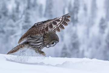 Large brown owl, Great Grey Owl, Strix nebulosa landing to catch its prey. Kuusamo, Northern Finland