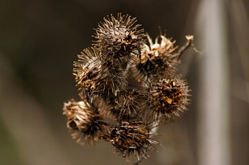 the thorns of the thistles spring close-up