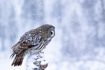 Curious ruler of the taiga forest, Great grey owl, Strix nebulosa sitting on top of a tree trunk during snowfall in nature near Kuusamo, Finland, Northern Europe