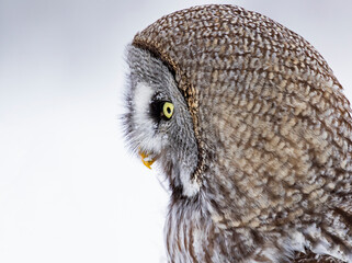 Closeup profile portrait of the Great Grey Owl, Strix nebulosa on a solid background  