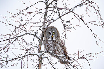 Curious ruler of the taiga forest, Great grey owl, Strix nebulosa sitting in the top of a birch tree in nature near Kuusamo, Finland, Northern Europe