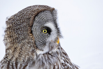 Closeup profile portrait of the Great Grey Owl, Strix nebulosa on a solid background