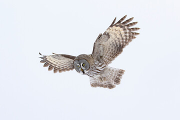 Majestic and powerful northern taiga forest bird Great Grey Owl, Strix nebulosa in flight with...