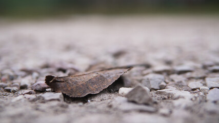 Dead and old leave laying on rocks. Old leave. What to do with old leaves. Composting old leaves.