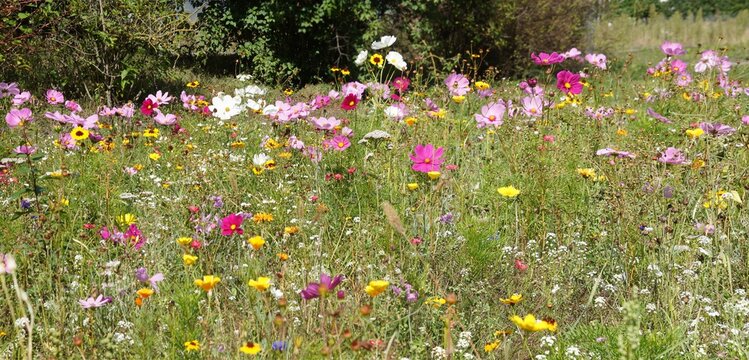 Wildblumenbeet