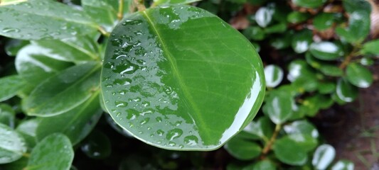 water drops on a leaf