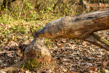 fallen tree trunk eaten by a beaver