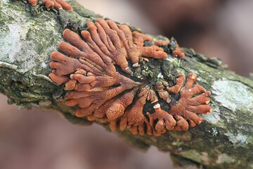 Hypocreopsis lichenoides, also called Hypocrea riccioidea, commonly known as Willow Gloves, wild mushroom from Finland © Henri Koskinen