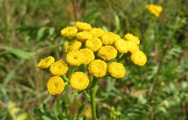Yellow tansy flowers in the meadow, closeup