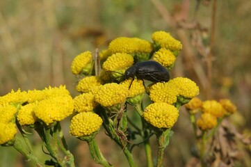 Black beetle on yellow tansy flowers in the field