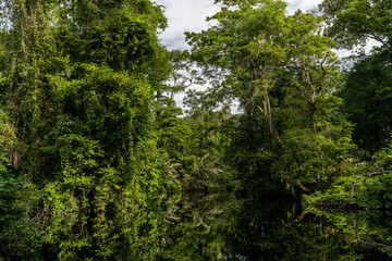Fototapeta premium Canal in the national park of Tortuguero with its tropical rainforest along the Caribbean Coast of Costa Rica, Central America.