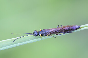 Reed Stem Borer, Calameuta filiformis, sawfly from Finland