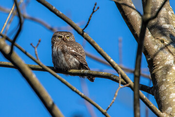 Sperlingskauz (Glaucidium passerinum)