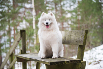 Samoyed white dog is sitting in the winter forest on a bench