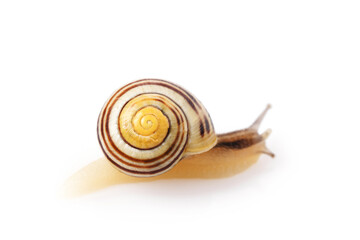 Snail isolated on white background close up, studio photo