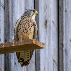 Turmfalke (Falco tinnunculus) Männchen