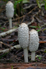 Coprinus comatus, the shaggy ink cap, lawyer's wig, or shaggy mane, wild mushroom from Finland