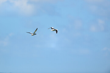 Fototapeta na wymiar Couple common shelduck flying in the air