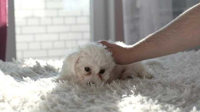 little white Bichon Frize plays with the owner on the bed. Bolognese puppy