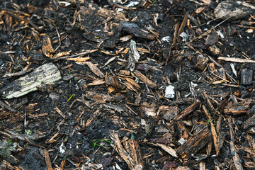 Wood chips in soil. How to build garden soil.