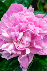 Peony pink Parfait (Paeonia lactiflora) a spring summer flowering plant with pink early summertime flower commonly known as Chinese Peony, stock photo image